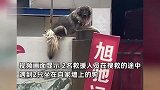狗子坐自家门口墙顶不肯离去，救援人员：它不愿走，留了点吃的