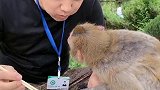 聪明伶俐的布兜，看见主人吃饭馋的流口水，也不抢，管理员让亲他一口真的亲一口。