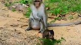 这只猴子心真狠，按住猴宝各种殴打，想当母亲也不能这样啊
