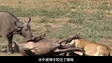 这真是一场精彩的营救啊!水牛营救同伴,包围母狮真是有勇有谋!