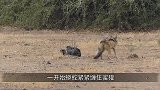 蜜獾郊狼和非洲蟒蛇上演“三兽杀”，看似最弱的动物，却笑到最后