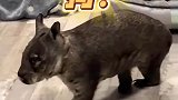 这是啥呀，什么品种