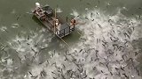 美国人清理亚洲鲤鱼，恐怕是最壮观的捕鱼场面，简直太震撼了！