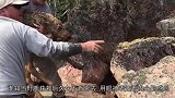 女子救下一条鳄鱼，鳄鱼每天都来看她，场面一片温馨