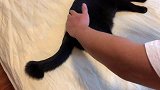 猫咪对拍他屁股这件事有什么看法呢？猫：我躺着，你随意