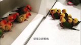 上百只猴子大战，原以为结局会很惨，不料最后太搞笑了