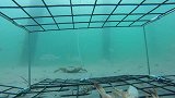 拿大虾掉河豚鱼一会一只
