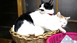 橘猫：你没看错，他抱的就是羡煞其他猫奴的我！