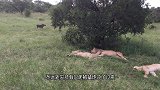 狮子蹲在草地，正准备伏击两只疣猪，接下来请忍住不要笑