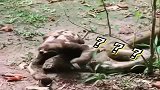 树懒这种动物农村人叫他猴子，当水猴子与大蟒蛇相遇会发生什么