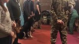 主人带着大猫参加狗狗大赛，大猫：我们不是同类呀，没有可比性呀