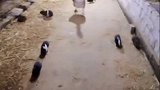 小猪长得毛色黑亮，长长的嘴巴，圆圆的肚子，小尾巴扑甩着