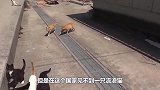 在这个国家见不到一只流浪猫，背后的真相，不但心酸，更是恐怖！