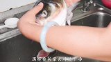 爱吃鱼头一定要收藏，学会这种懒人的做法，一顿3斤鱼头不过瘾