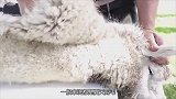 羊一身毛太热悟出了痱子，请求主人剪毛，都给你我一根都不要