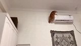 橘猫：铲屎官，看我新练就的的“飞檐走壁”棒不棒
