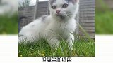 宠物小百科：猫咪眼里的世界是怎样的？