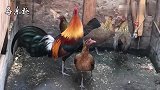 红原鸡，野鸡的一种，看起来就比家鸡漂亮