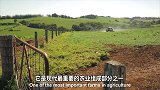 荷兰高产奶牛机器挤奶厂，百头母牛轮流排队取奶自动化！