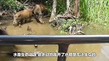 只要它一出现，所有动物都会围上去乖乖趴着，就连鳄鱼也不例外！