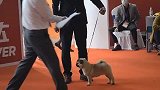 八哥犬莱财长大了，6个月首秀，先看个粗剪吧