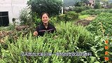 农村植物九层塔，蚊子怕它，厨师爱它，中医都喜欢它，您见过吗？
