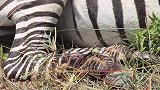 5个野生动物获救感人瞬间