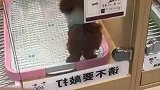宠物店小泰迪有客人就卖力推荐自己