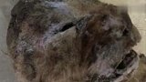 旅游-西伯利亚发现冰冻万年狮子 尸体完整皮毛清晰可见_
