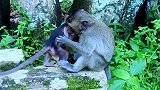 可爱的小猴子生气的大叫，它的妹妹惹她的哥哥生气了