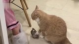 猫：我这命太苦啦，在家就要上饭了！