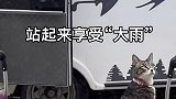 这样的猫妹你爱了吗？哈哥猫妹