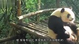 饲养员把大熊猫当白菜晒，其中一只吸引众人目光：生着生着没墨了