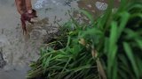 李子柒水稻田里逮到一桶小龙虾，这要插秧的时候被夹到得有多疼