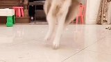 一顿操作猛如虎，一看在那儿原地杵