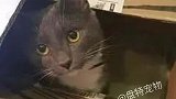 小偷被抓后，满脸伤痕，原来是被猫抓的！给猫点赞！