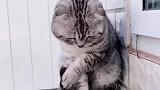 猫：这么多小鱼，好想吃一条呀！