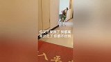 二哈：哈士奇没有狗粮, 离家出走, 一秒钟就后悔