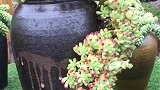牛人将多肉养在水缸中，几个月以后果然不一样，成品太惊艳了！