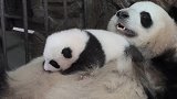 调皮小熊猫不肯睡觉，熊猫妈妈看后使出杀手锏，憋住别笑