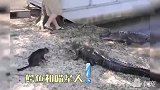 喵星人误上滑翔机，没想到还真上天了