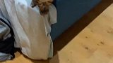 三年前发现的一只流浪猫