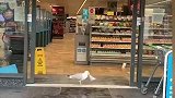 英国：一“惯犯”海鸥进便利店偷三明治 “作案”全程被拍下