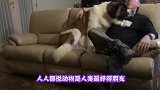 狗狗睡觉时不停狂跑，原来竟是在做噩梦，要不要这么搞笑