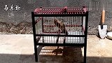 刚沐浴完的画眉鸟，心情不错，高声鸣叫，叫声清脆又洪亮！