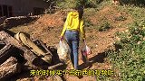 你尼泊尔丈母娘家里发现门口堆满了牛粪
