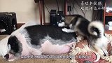 猫咪坐火车，回来发现主人抱着别的猫，瞬间发飙，猫：你给我下来