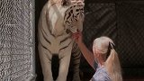 主人跟宠物老虎玩耍 头被抱在怀里 主人：不敢动！