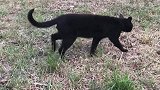 野外发现一只黑猫，感觉有点不对劲，细看发财了