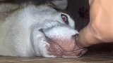 主人打扰哈士奇睡觉，意外开启二哈的血轮眼：你小子想害我？